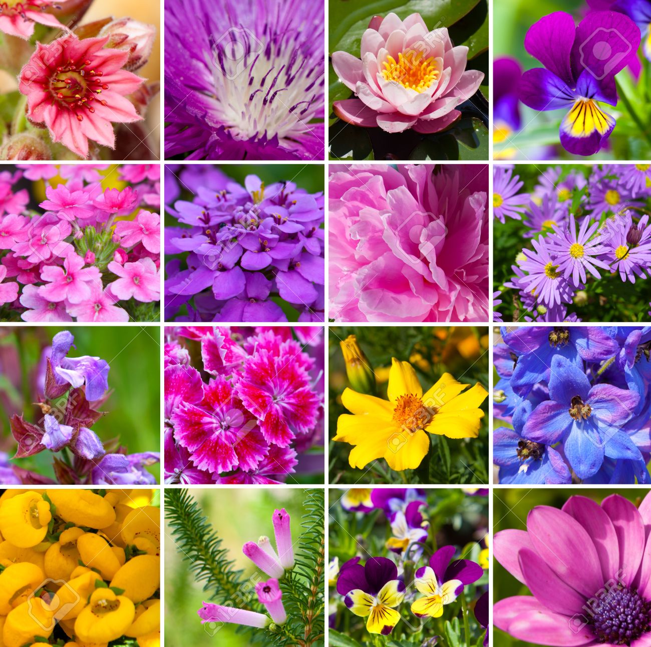 Top 50+ Flower Meanings | Flowers Design School